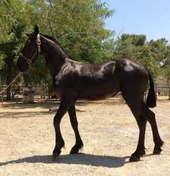 Alex is an Amazing Friesian Gelding up for sale FOR SALE ADOPTION