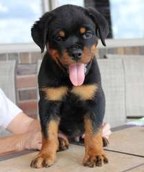 Amazing Rotweiller puppy available now 12 weeks Old FOR SALE ADOPTION