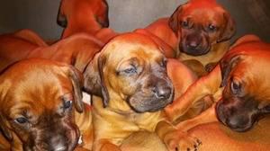 Bavarian Mountain Hound looking to go for their lovely new home FOR SALE ADOPTION