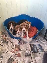 Beagle for re homing FOR SALE ADOPTION