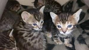 Beautiful Bengal Kittens FOR SALE ADOPTION