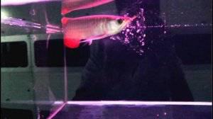 Chili Red Asian Red Super Red Arowana fish and many other species for sale FOR SALE ADOPTION