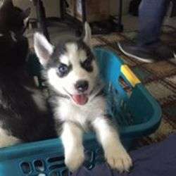 Deposits now being taken for my last 3 husky pups both boys have blue eyes FOR SALE ADOPTION