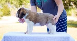 Female and Male Saint Bernard puppies for sale FOR SALE ADOPTION