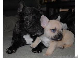 Five Cute French Bulldog Puppies available for new homes FOR SALE ADOPTION