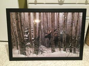 Framed pictures