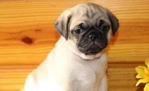 Stunning Pedigree Fawn Brown Pug Puppy For Sale FOR SALE ADOPTION