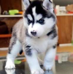 Two adorable Siberian Husky puppies available 12 weeks old FOR SALE ADOPTION