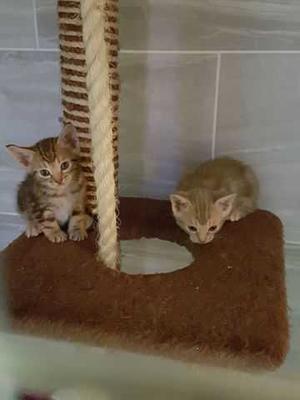 Gorgeous Ocicat Kittens FOR SALE ADOPTION