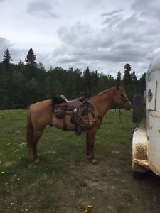 Willow creek saddle for sale