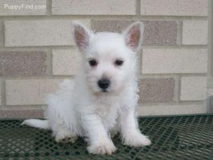 Adorable West Highland White Terrier Puppies FOR SALE ADOPTION