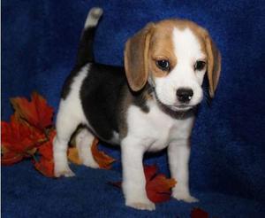 Beagle puppies for nice home FOR SALE ADOPTION