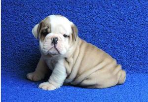 English Bulldog puppies for puppies for nice home FOR SALE ADOPTION