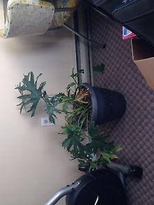 Free house plant in need of some love!