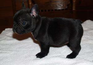 French Bulldog puppies for new home FOR SALE ADOPTION