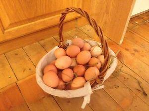 Fresh free range chicken eggs for sale