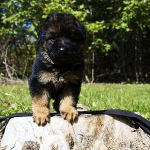 German Shepherd puppies FOR SALE ADOPTION