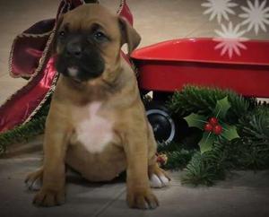 Gorgeous Boxer puppies for new home FOR SALE ADOPTION