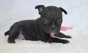 Healthy French Bulldog puppies for new home FOR SALE ADOPTION