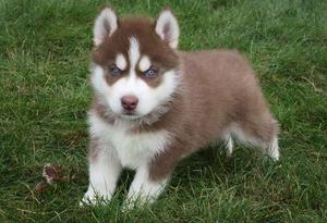 Healthy Siberian Husky puppies for cute home FOR SALE ADOPTION