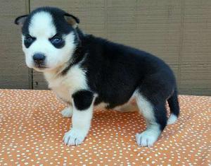 Lovely Siberian Husky puppies for new home FOR SALE ADOPTION