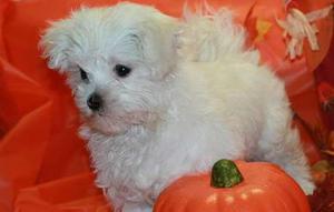 Marvelous Maltese Puppies for cute home FOR SALE ADOPTION
