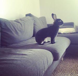 Mini Rex rabbit and hutch