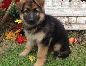 Newly German Shepherd puppies for good home FOR SALE ADOPTION