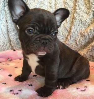 Perfectly French Bulldog puppies for new home FOR SALE ADOPTION