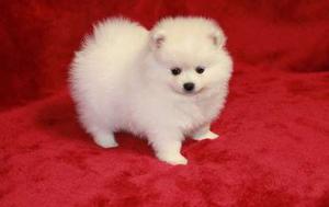 Pomeranian puppies for for lovely and sweet home FOR SALE ADOPTION