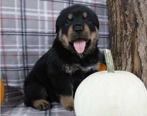 Pretty looking Rottweiler puppies for sweet home FOR SALE ADOPTION