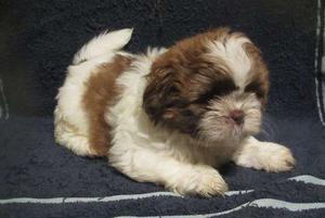 Shih Tzu puppies for new home FOR SALE ADOPTION