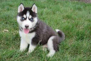Siberian Husky puppies for cute home FOR SALE ADOPTION