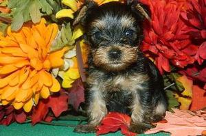 Yorkshire Terrier puppies for sweet home FOR SALE ADOPTION