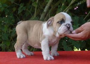 fine English Bulldog puppies for lovely home FOR SALE ADOPTION