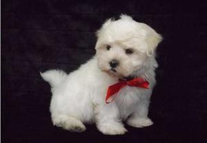 male and female Maltese Puppies for cute home FOR SALE ADOPTION