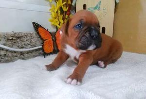 Boxer puppies for awesome home FOR SALE ADOPTION