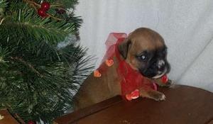 Boxer puppies for marvelous home FOR SALE ADOPTION