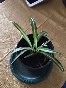 Chlorophytum，small