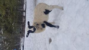 Dorper lambs for sale  each or 250 for both.