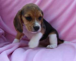 Magnificent Beagle puppies for nice home FOR SALE ADOPTION