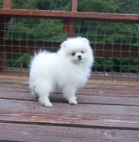 Pomeranian puppies for affectionate home FOR SALE ADOPTION