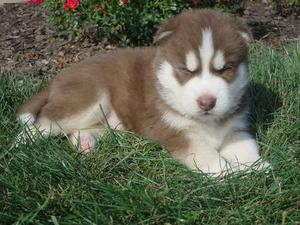 Siberian Husky puppies for fabulous home FOR SALE ADOPTION