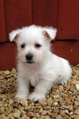 West Highland White Terrier Puppies for new home FOR SALE ADOPTION