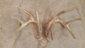 Whitetail and Mule Deer Antlers for Sale