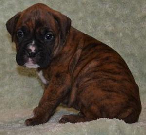 cutest Boxer puppies for nice home FOR SALE ADOPTION