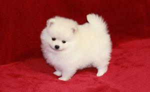 gorgeous Pomeranian puppies for good home FOR SALE ADOPTION