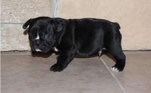 male and female French Bulldog puppies for new home FOR SALE ADOPTION