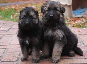 male and female German Shepherd puppies FOR SALE ADOPTION