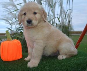 nice looking Golden Retriever puppies for good home FOR SALE ADOPTION